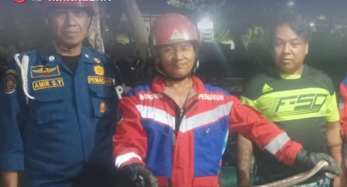 Petugas Posko Pengayoman Evakuasi Ular dari Rumah Warga di Borong Raya